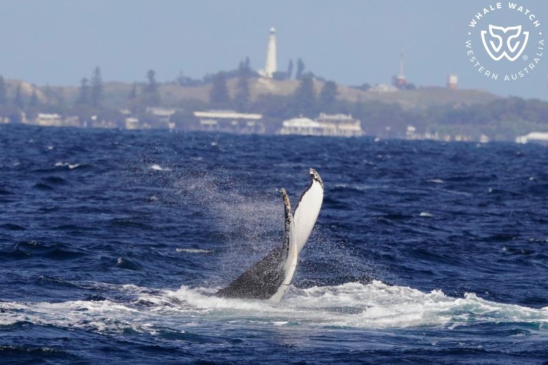 Whale Watch Western Australia