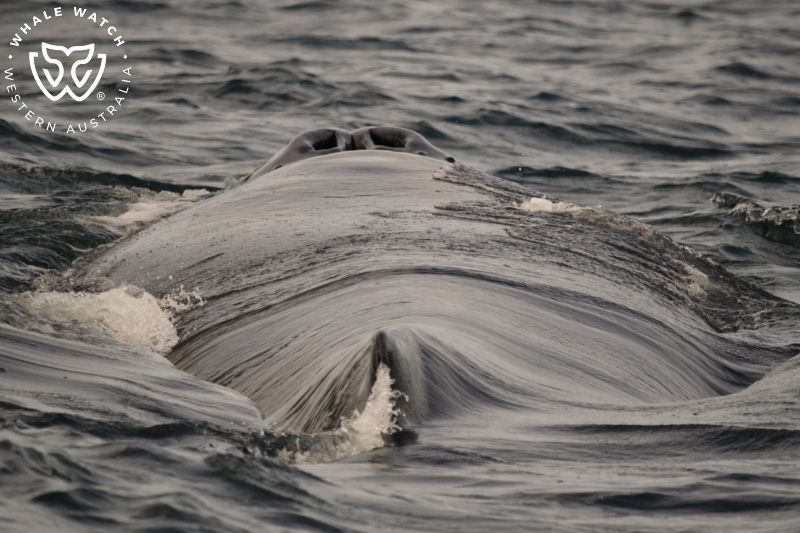 Whale Watch Western Australia