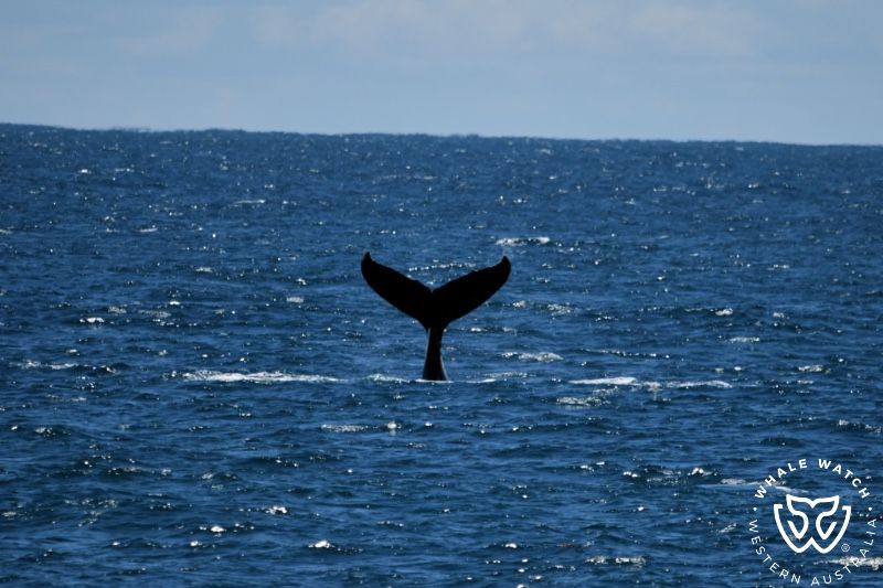 Whale Watch Western Australia