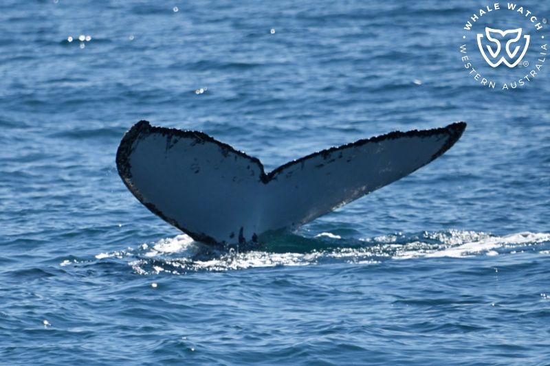 Whale Watch Western Australia