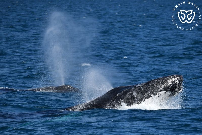 Whale Watch Western Australia