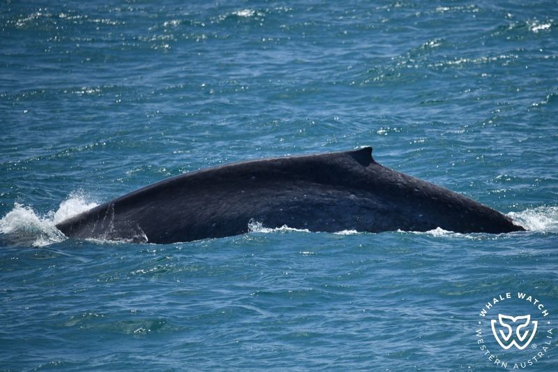 Whale Watch Western Australia