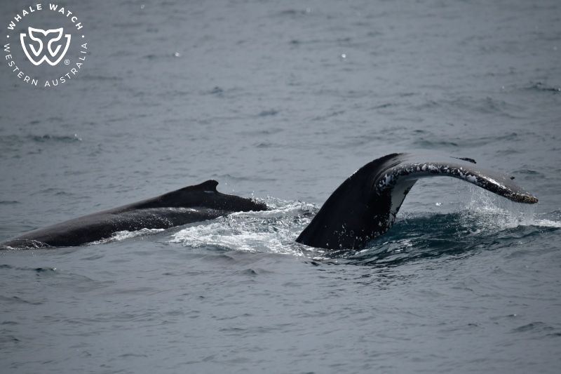 Whale Watch Western Australia