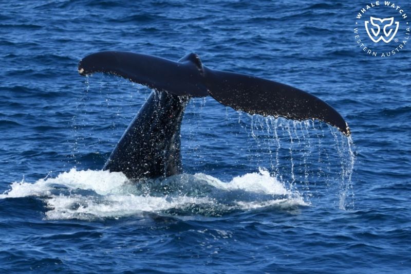 Whale Watch Western Australia