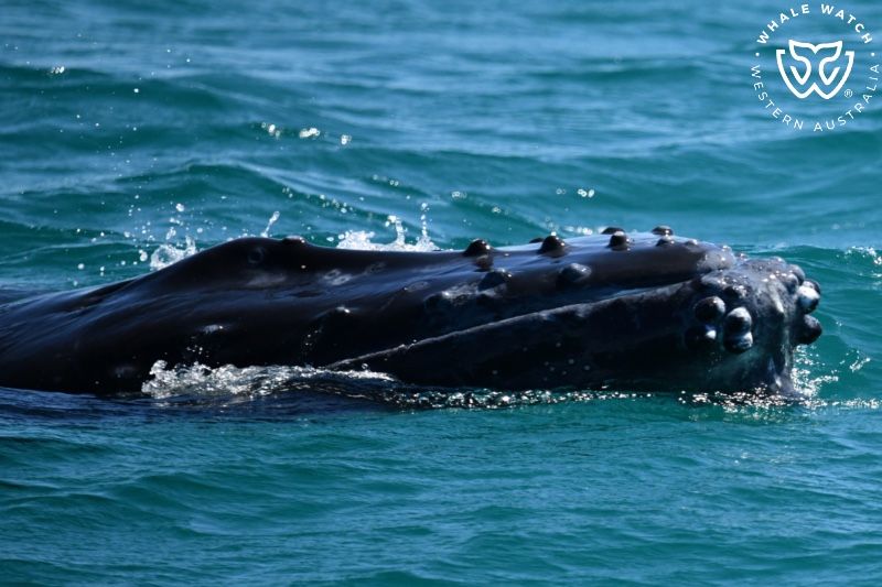 Whale Watch Western Australia