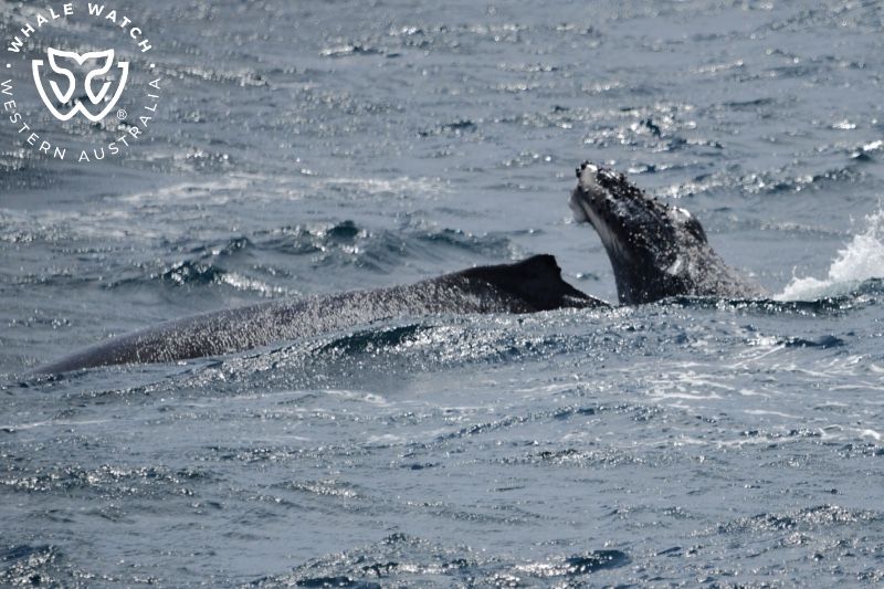 Whale Watch Western Australia