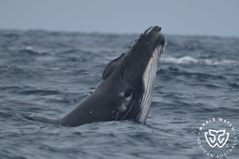 Whale Watch Western Australia