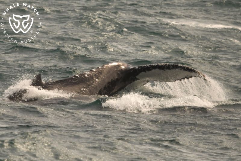 Whale Watch Western Australia
