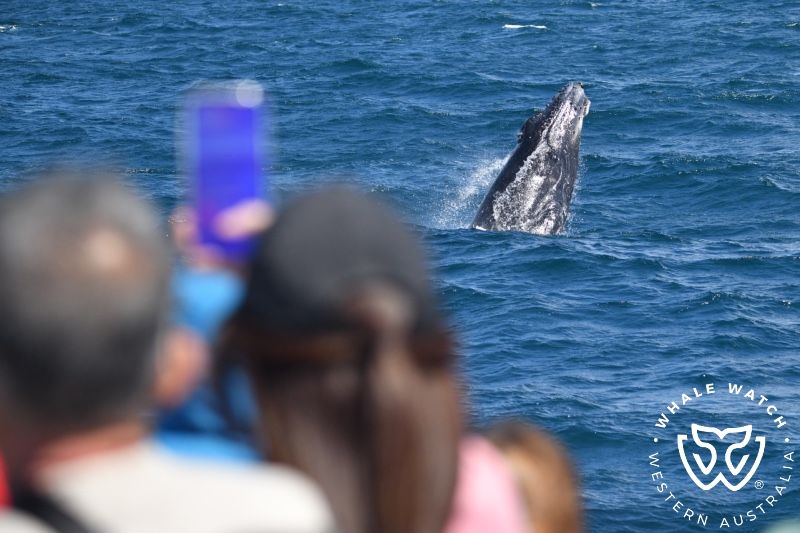 Whale Watch Western Australia