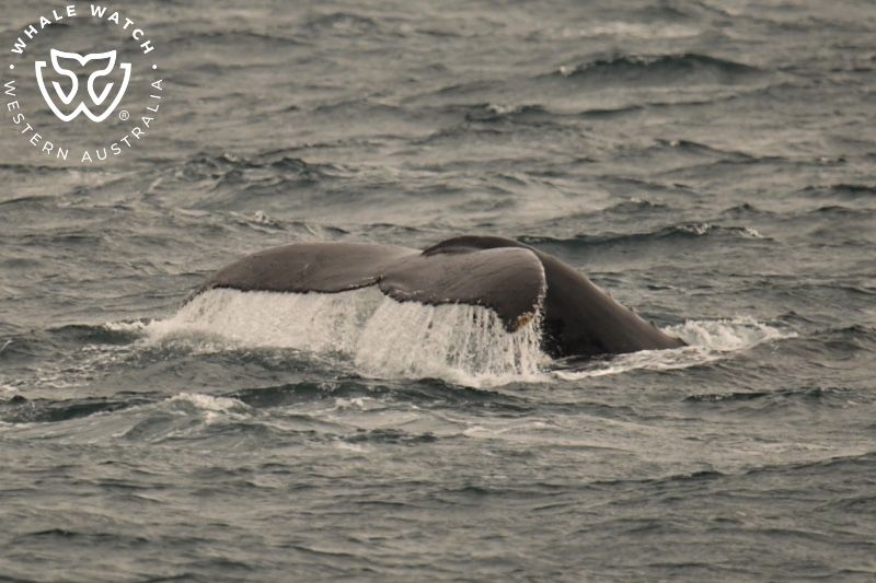 Whale Watch Western Australia