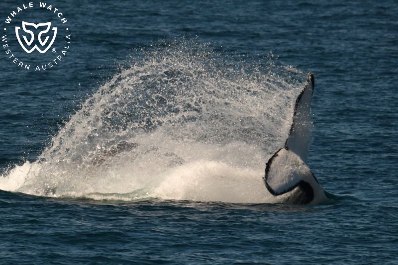 Whale Watch Western Australia