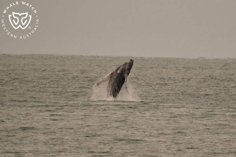 Whale Watch Western Australia