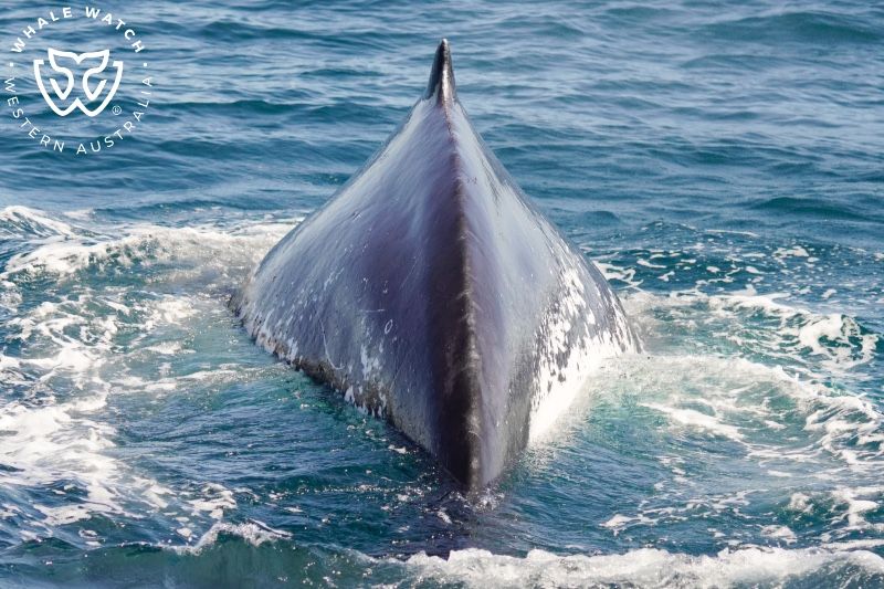 Whale Watch Western Australia