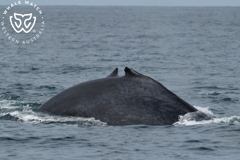 Whale Watch Western Australia