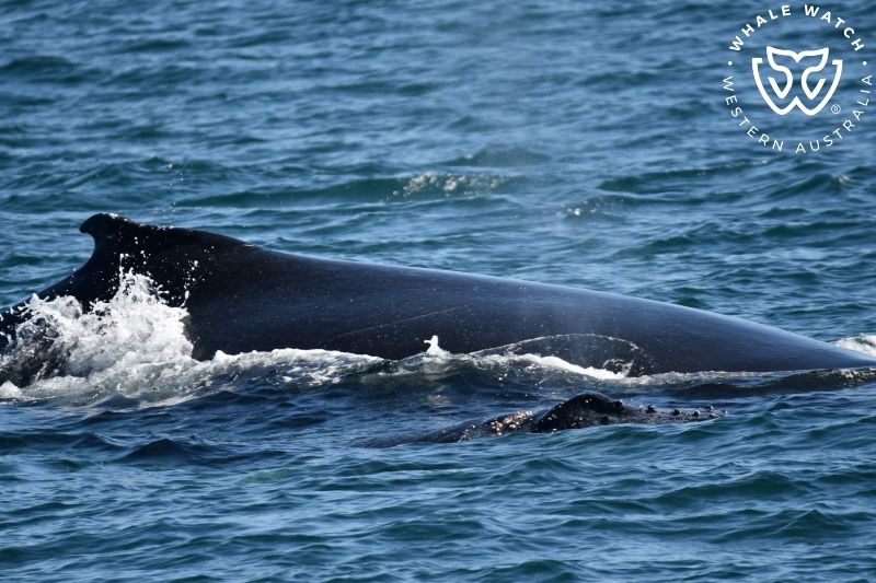 Whale Watch Western Australia