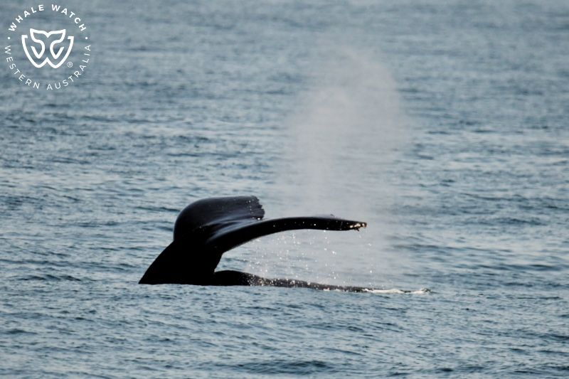 Whale Watch Western Australia