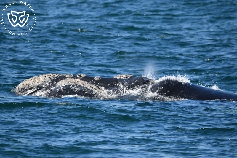Whale Watch Western Australia