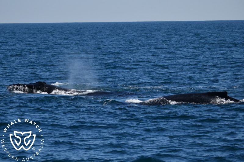 Whale Watch Western Australia