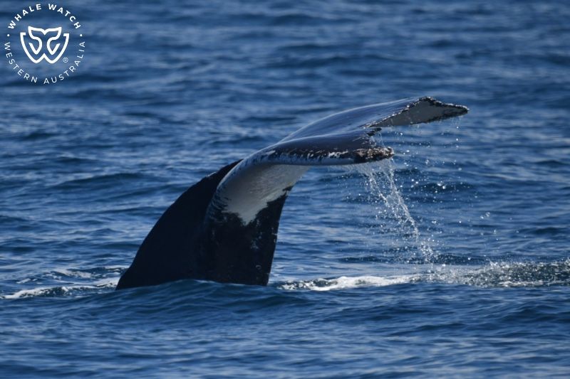 Whale Watch Western Australia