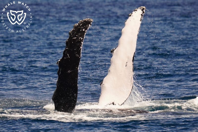Whale Watch Western Australia
