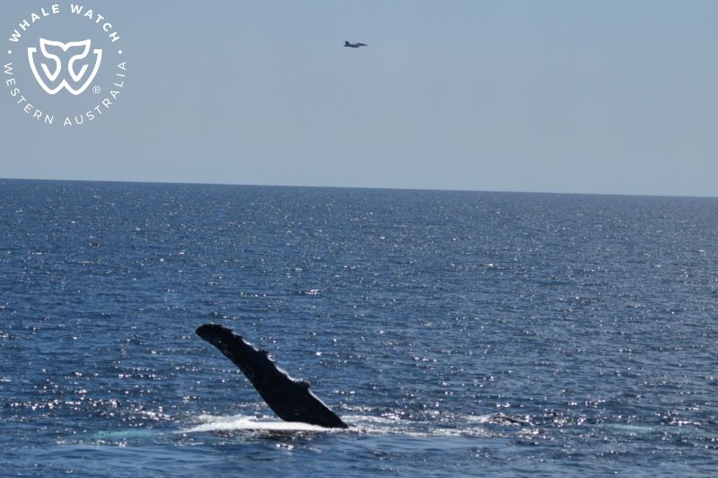 Whale Watch Western Australia