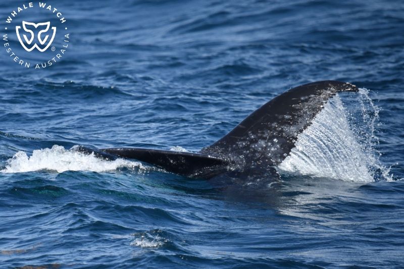 Whale Watch Western Australia
