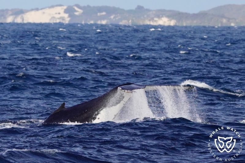 Whale Watch Western Australia