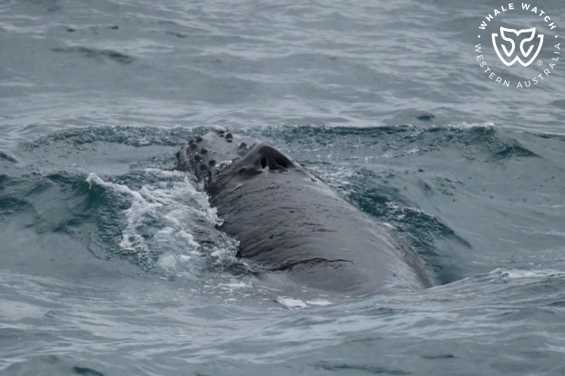 Whale Watch Western Australia
