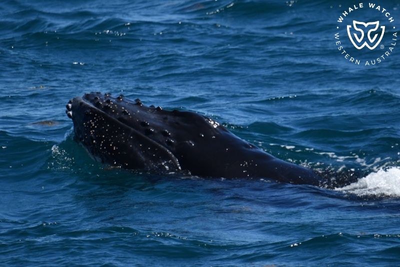 Whale Watch Western Australia