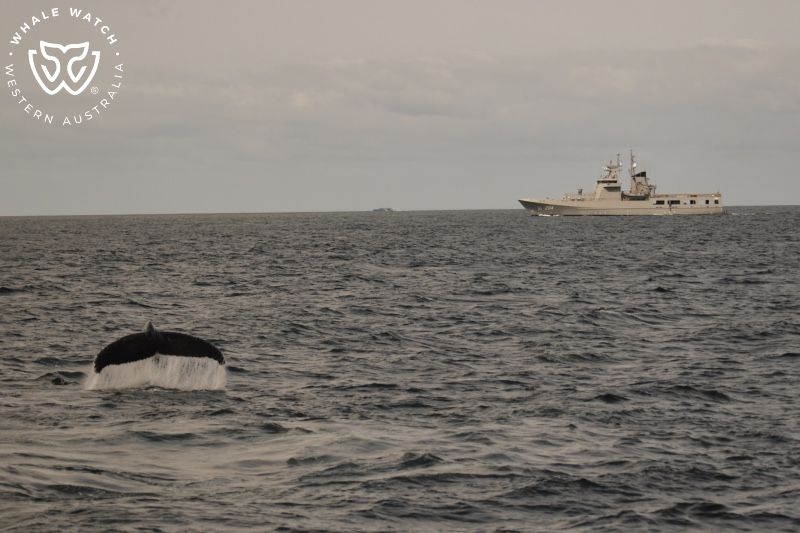 Whale Watch Western Australia