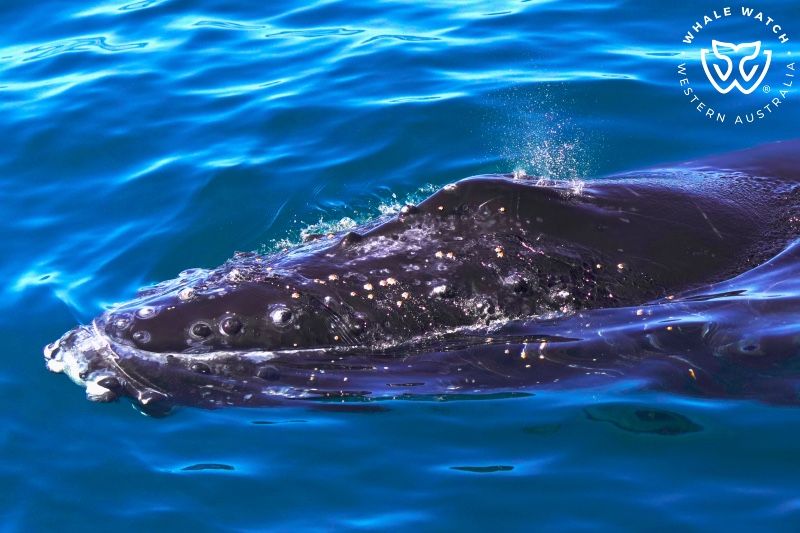Whale Watch Western Australia