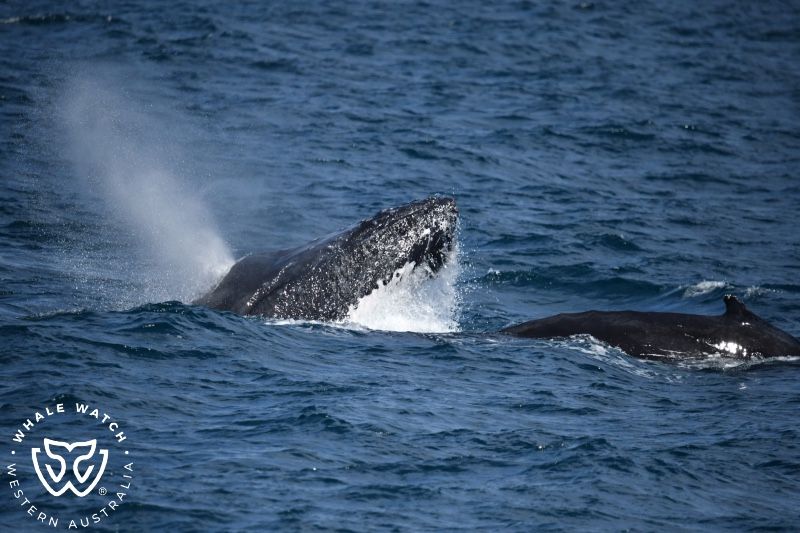 Whale Watch Western Australia
