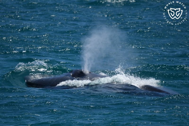 Whale Watch Western Australia
