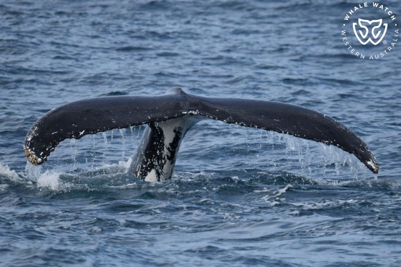 Whale Watch Western Australia