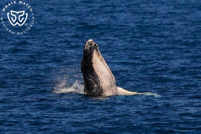 Whale Watch Western Australia