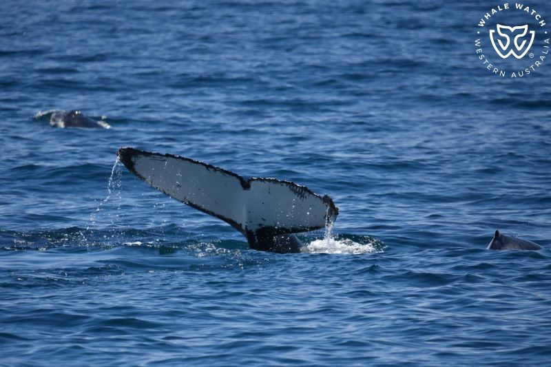 Whale Watch Western Australia
