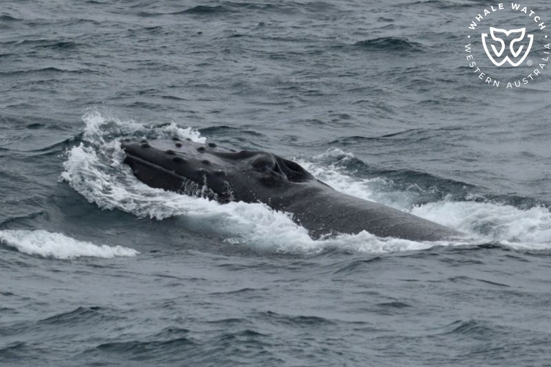Whale Watch Western Australia