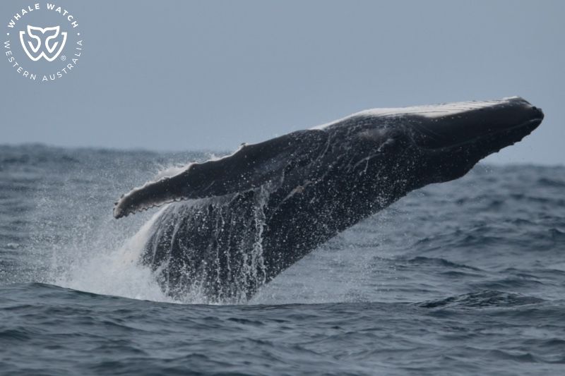 Whale Watch Western Australia