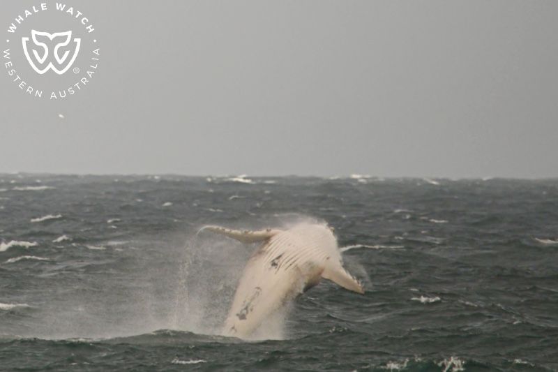 Whale Watch Western Australia