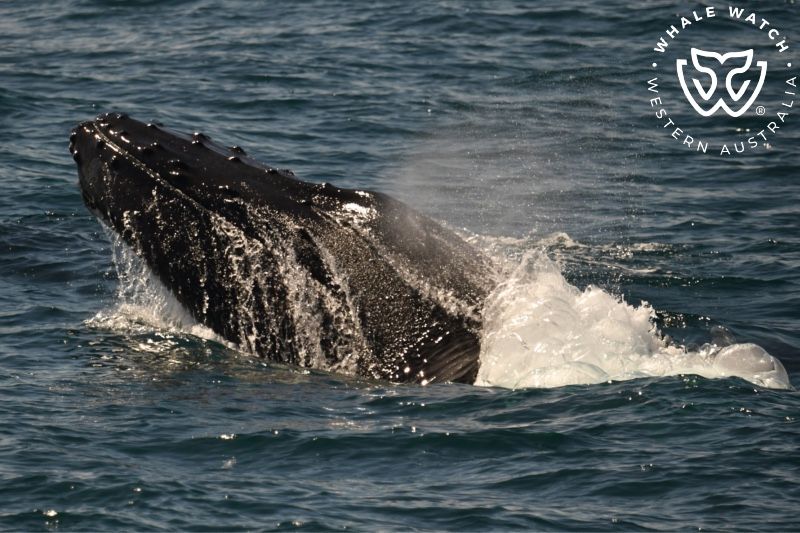 Whale Watch Western Australia