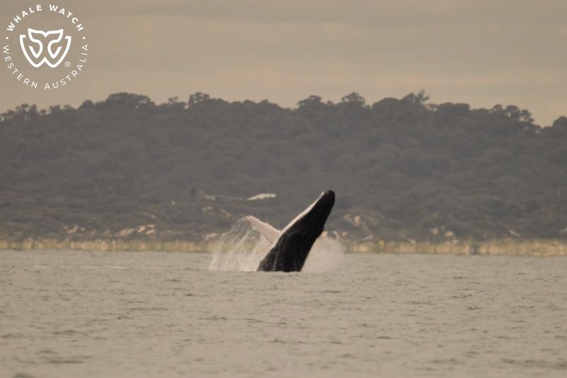 Whale Watch Western Australia