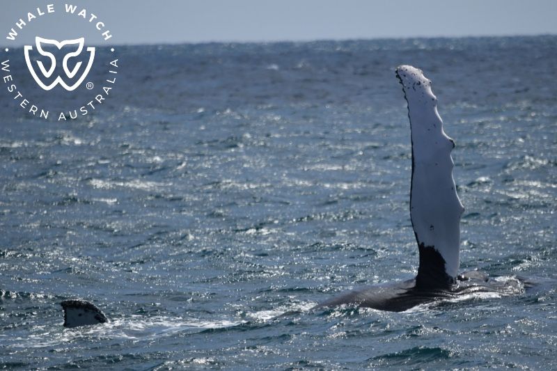 Whale Watch Western Australia