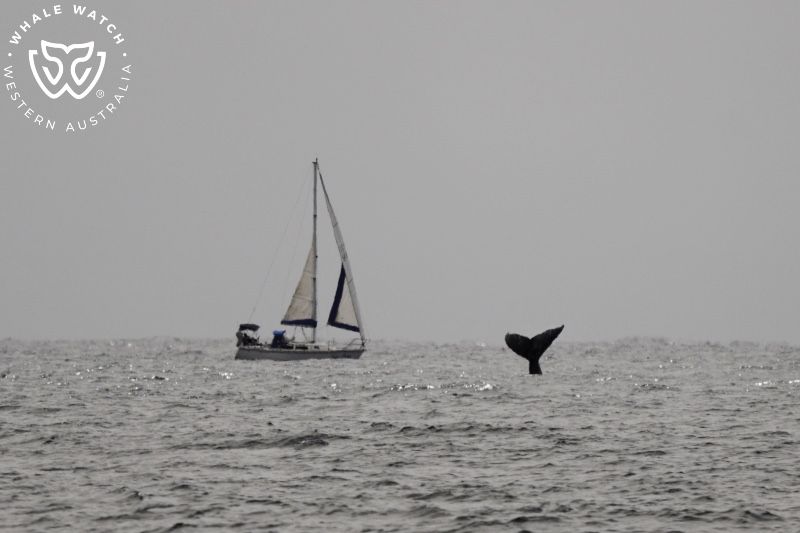 Whale Watch Western Australia