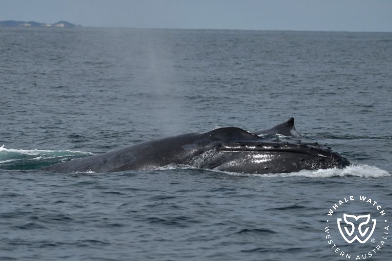 Whale Watch Western Australia