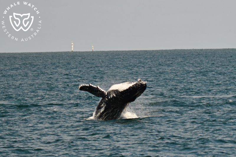 Whale Watch Western Australia