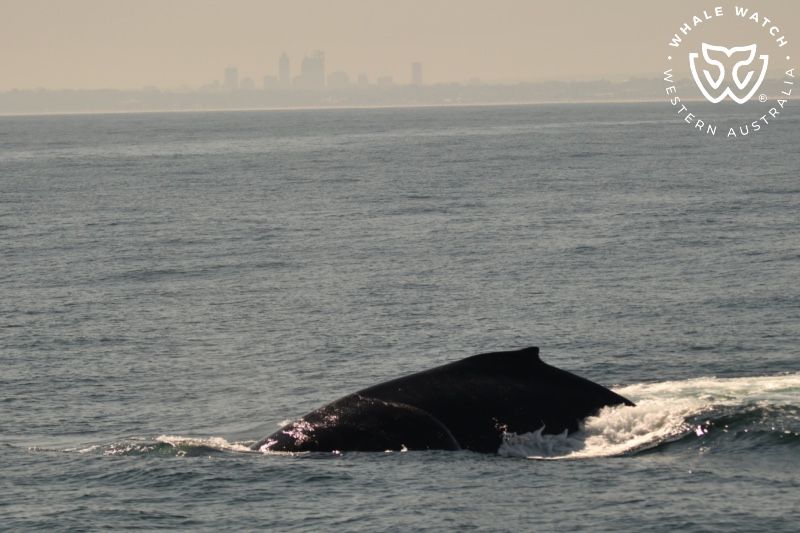 Whale Watch Western Australia