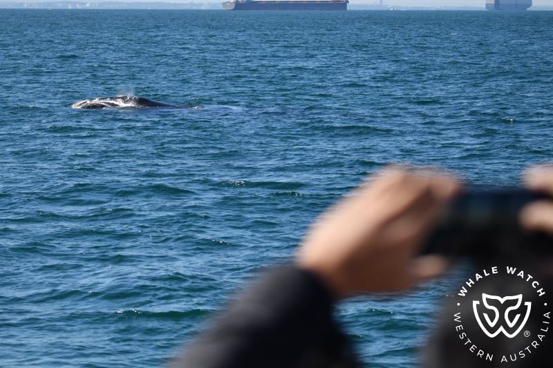 Whale Watch Western Australia