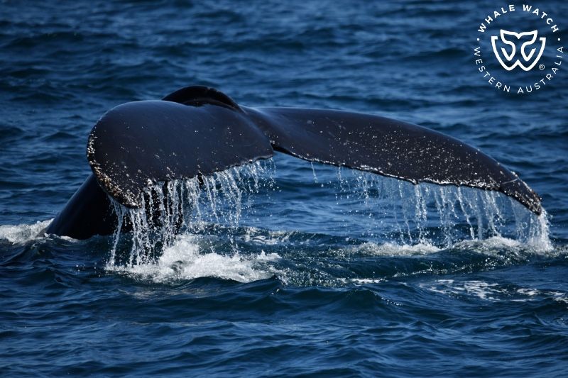 Whale Watch Western Australia