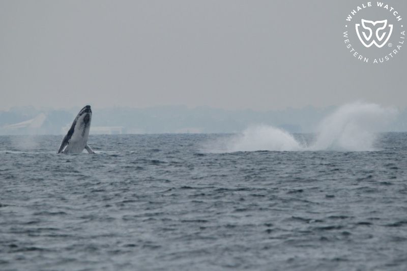Whale Watch Western Australia