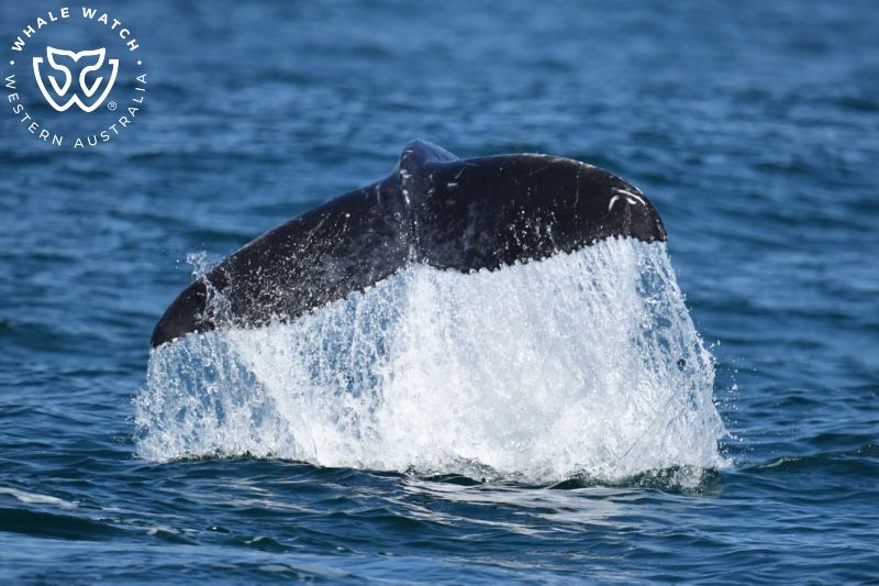 Whale Watch Western Australia